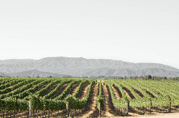 Winery / Vineyard