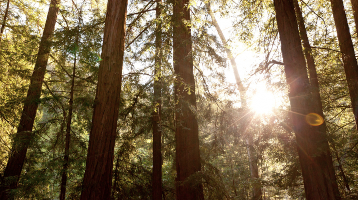 Glen Oaks Big Sur (hotel) & Big Sur Roadhouse (restaurant)