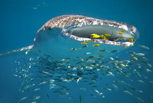 Sal Salis Ningaloo Reef