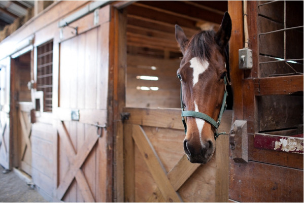 Hermitage Hill Farm and Stables