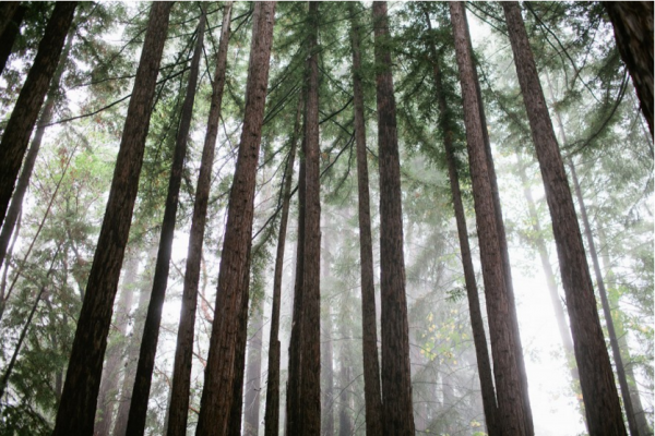 Amphitheatre of the Redwoods at Pema Osel Ling