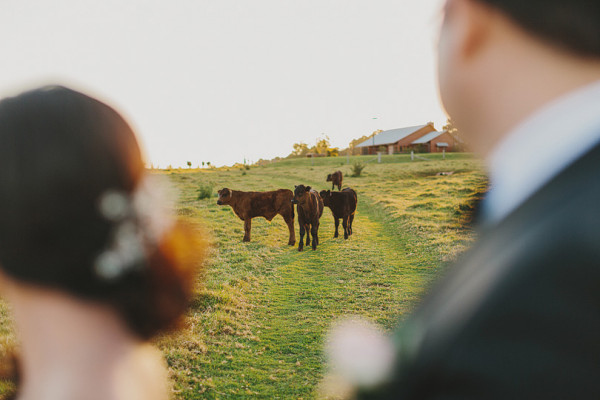 Spicers Peak Lodge