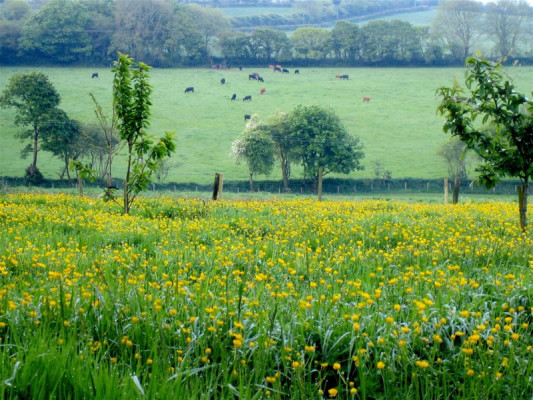 Botelet Farm