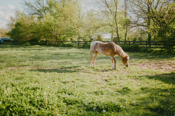 The Barn in Zionsville