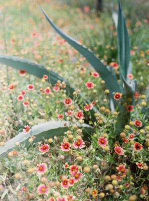 Pecan Springs Ranch