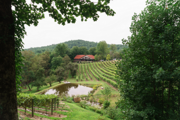 The Vineyard at High Holly