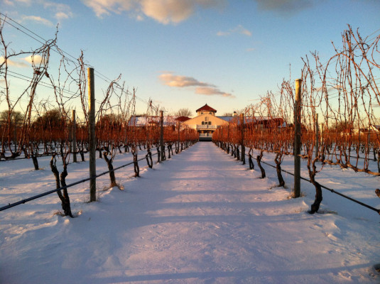 Raphael Vineyard