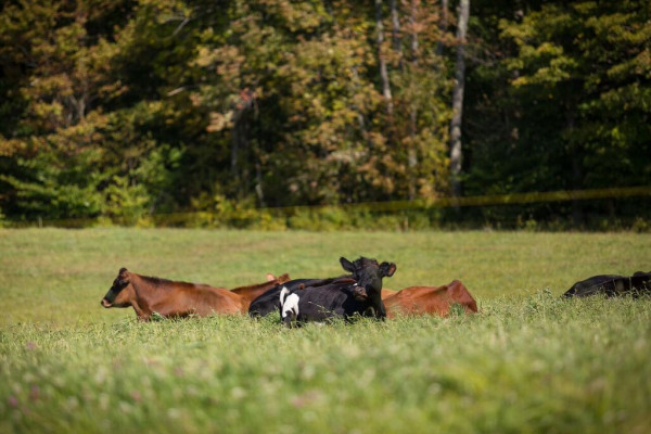 Bliss Ridge Farm