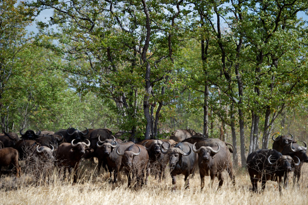 Singita Pamushana Lodge