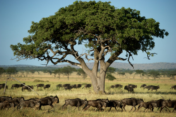 Singita Sasakwa Lodge