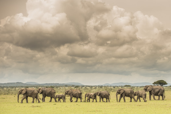 Singita Serengeti House