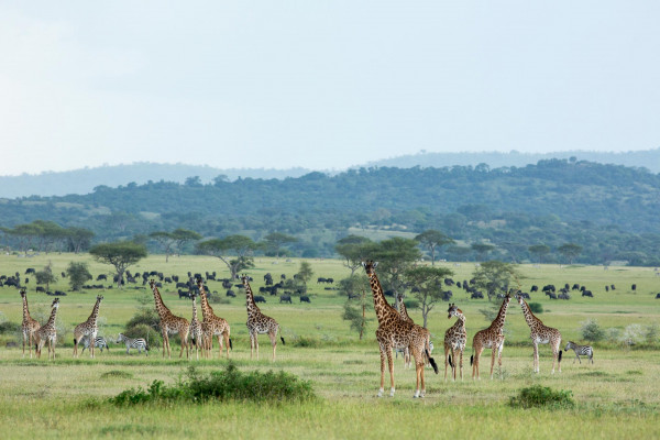 Singita Serengeti House