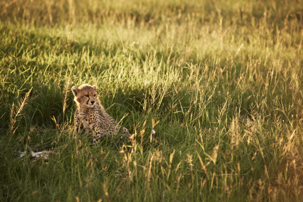 Singita Serengeti House