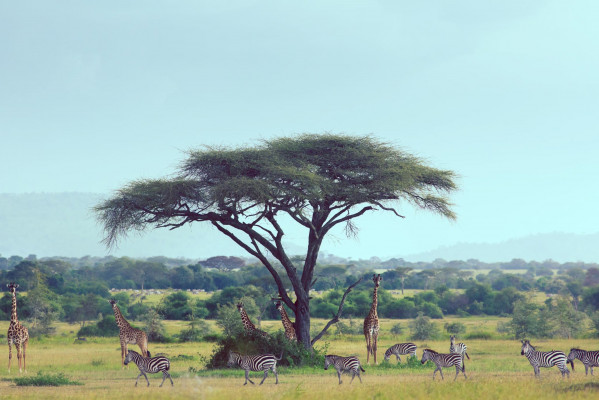 Singita Serengeti House