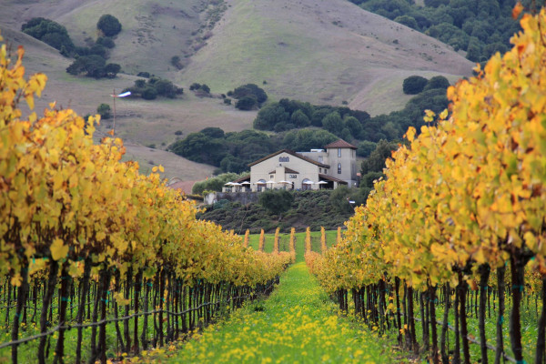 Gloria Ferrer Caves & Vineyards