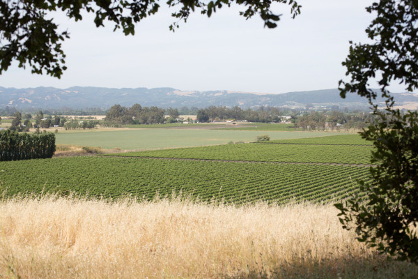 Gloria Ferrer Caves & Vineyards