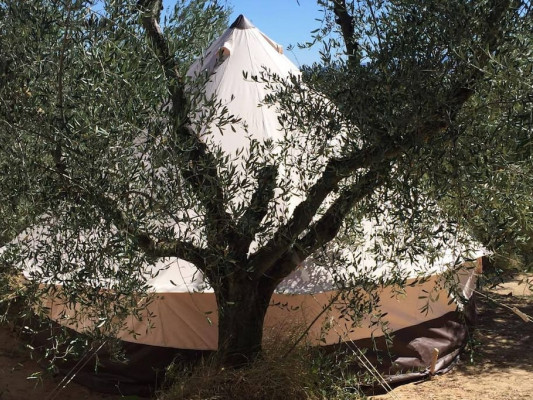 The Lazy Olive Glamping