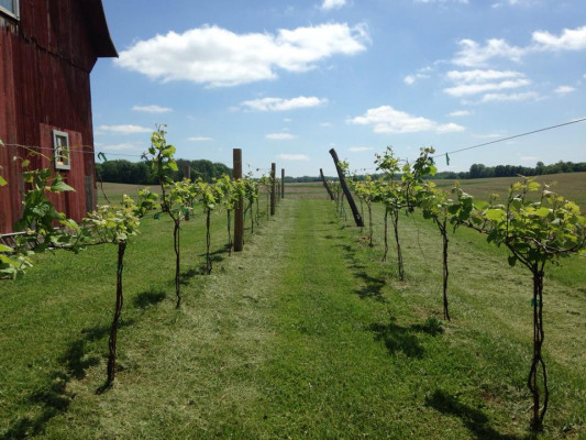 Vineyard at Porter Central