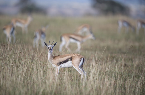 Singita Faru Faru Lodge