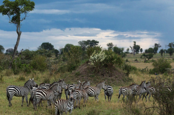 Singita Mara River Tented Camp