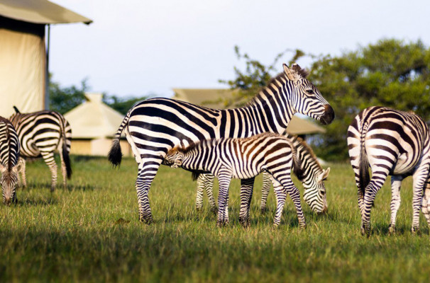 Singita Sabora Tented Camp