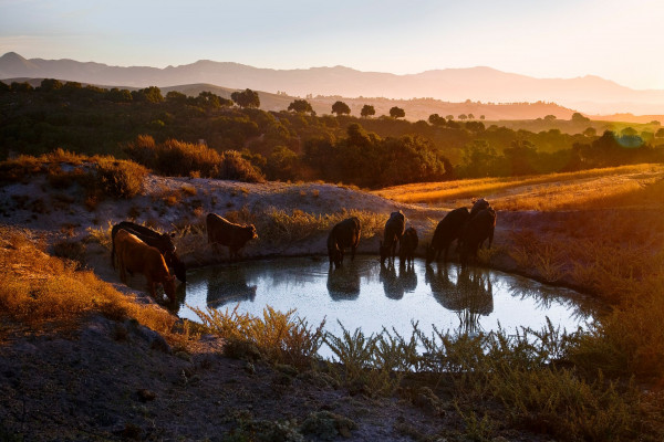 Zaca Creek Ranch