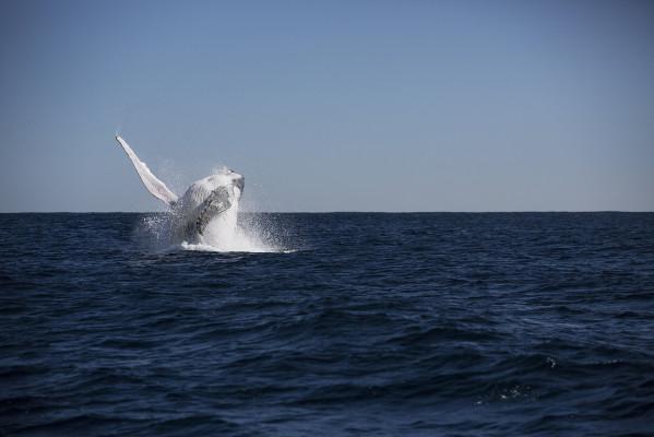 Sal Salis Ningaloo Reef