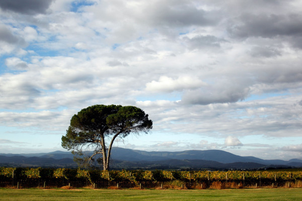 Stones of the Yarra Valley