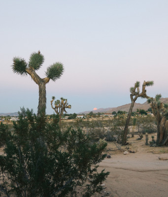 The Joshua Tree House