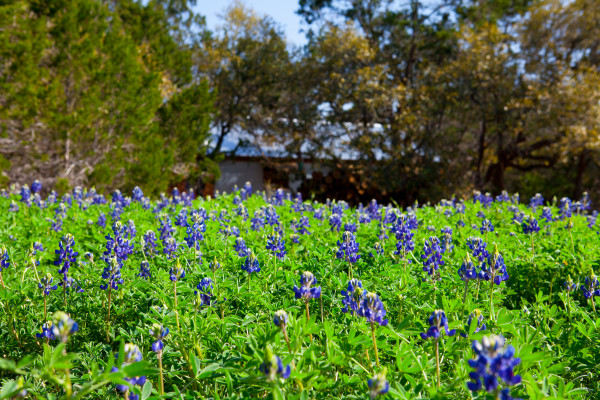 The Wildflower Barn