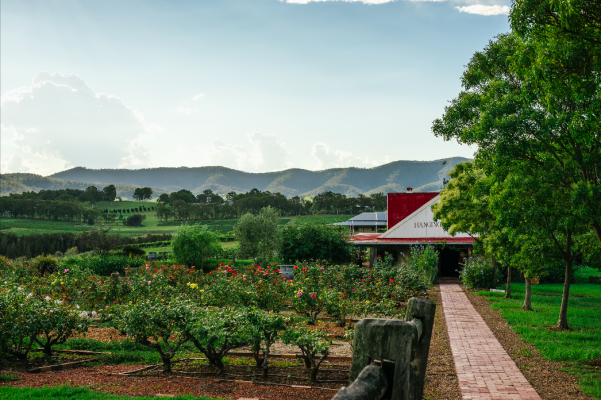 Hanging Tree Wines