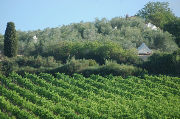 The Lazy Olive Glamping