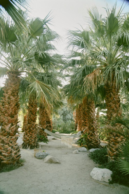 Two Bunch Palms