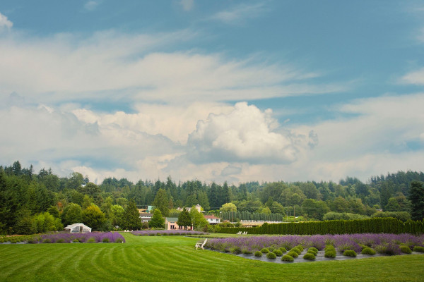 Woodinville Lavender