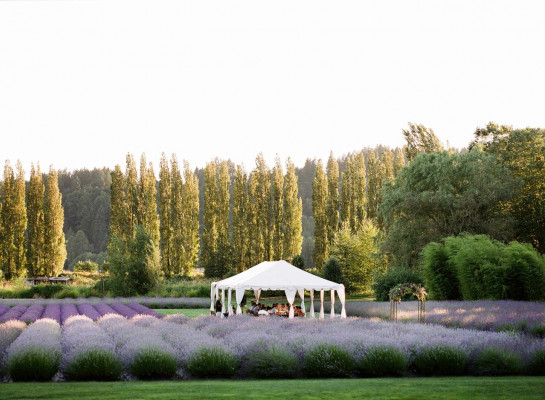 Woodinville Lavender