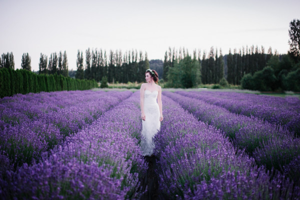 Woodinville Lavender