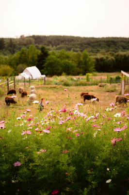 White Lotus Farm & Inn