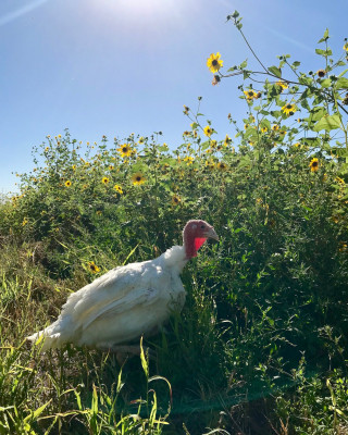 Autonomy Farms