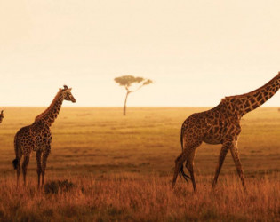 Four Seasons Safari Lodge, Serengeti