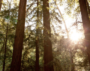 Glen Oaks Big Sur (hotel) & Big Sur Roadhouse (restaurant)