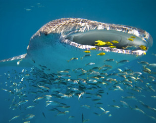 Sal Salis Ningaloo Reef