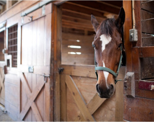 Hermitage Hill Farm and Stables