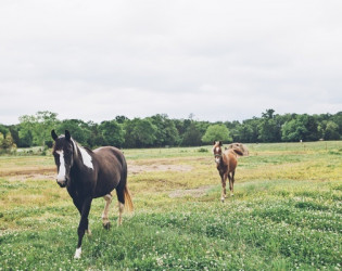 Legacy Farms