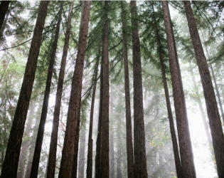 Amphitheatre of the Redwoods at Pema Osel Ling