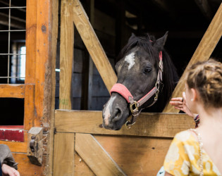 Hermitage Hill Farm and Stables