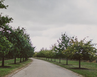 Stones of the Yarra Valley