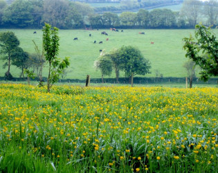 Botelet Farm