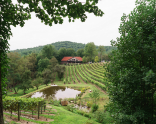 The Vineyard at High Holly