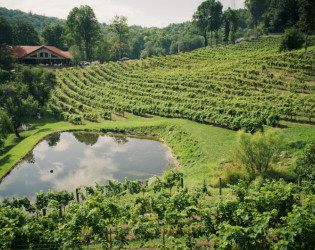 The Vineyard at High Holly