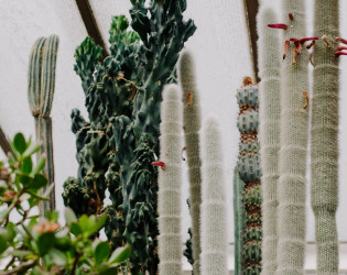 Barbican Conservatory